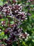 Origanum vulgare, Dost, Färbepflanze, Färberpflanze, Pflanzenfarben,  färben, Klostergarten Seligenstadt
